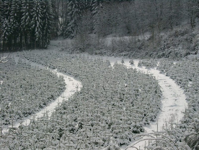 Sapin de Noël sous la neige  - © V. Houis